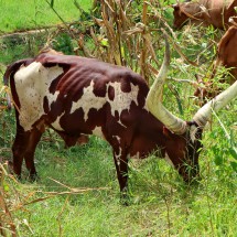 African cattle in Ujiji